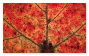 macrofotografia di una foglia autunnale